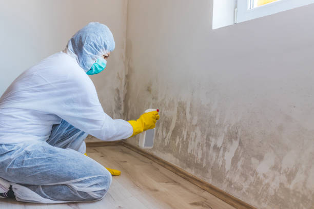 Licensed Black Mold Remediation service in Newton, MA - Mold Remediation HQ