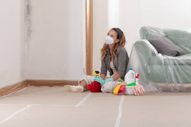 Reliable Black Mold Remediation contractor in Newton, MA by Mold Remediation HQ