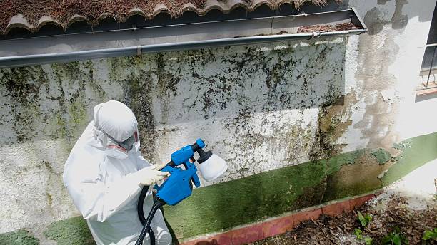 Top rated local Black Mold Remediation specialists in Newton, MA